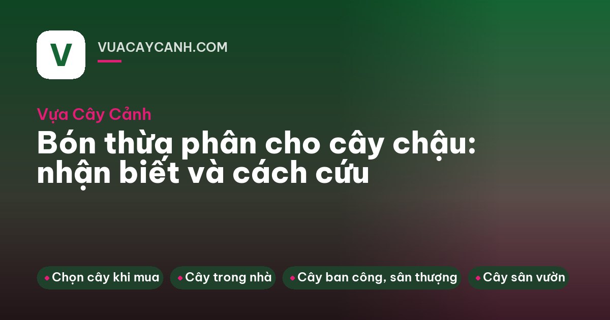 Nước chảy tuột qua lỗ đáy chậu cây vào chậu hứng, vòi sen tưới đẫm