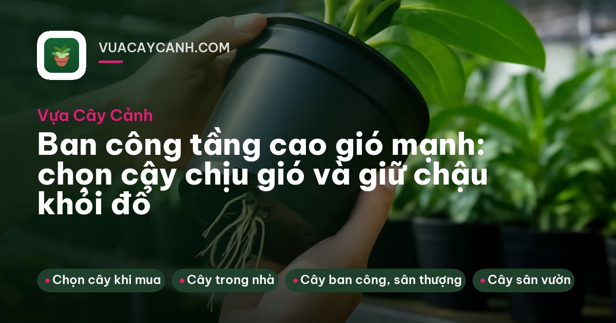 Hàng chậu lưỡi hổ thấp nặng trên ban công tầng cao nhìn ra thành phố