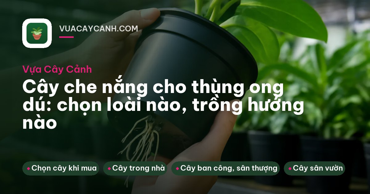 Hai thùng ong dú gỗ dưới tán cây lá rộng, nắng loang lổ trên nắp thùng