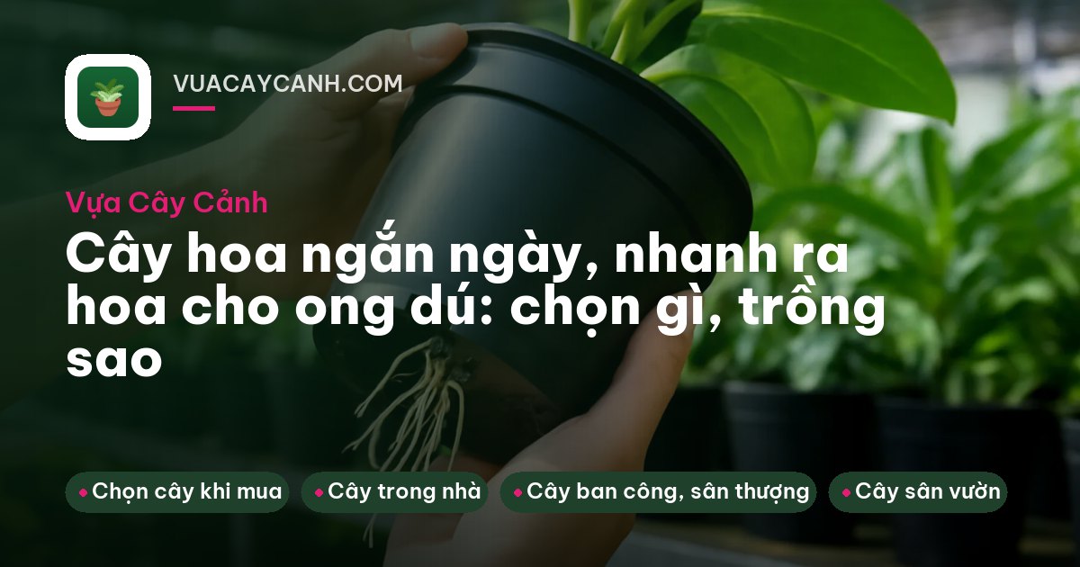 Hàng rào phủ dây ti gôn hồng và luống sao nhái cam trước nhà vườn