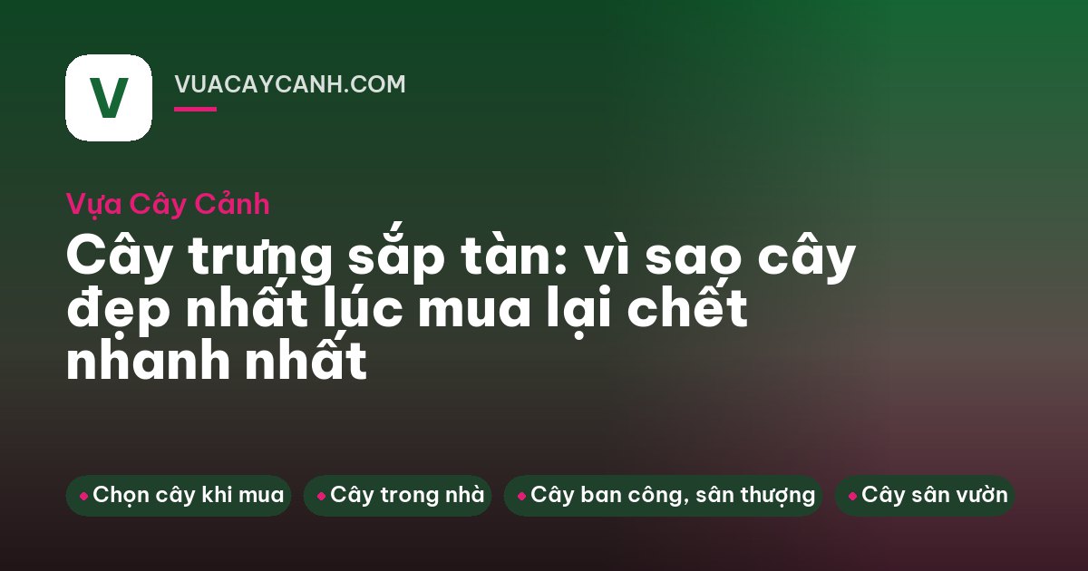 Người mua đi giữa các dãy chậu hoa nở rộ trong nhà kính mái trắng