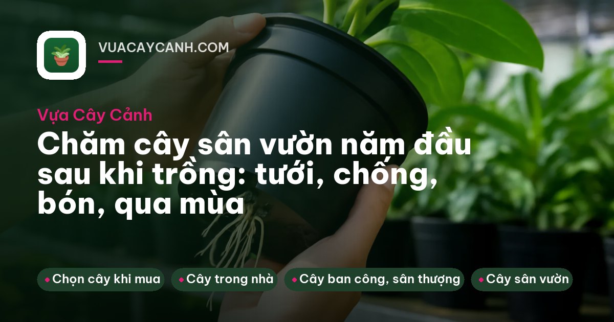 Người tưới gốc cây non có cọc tre chống ba chân trong sân buổi sáng sớm