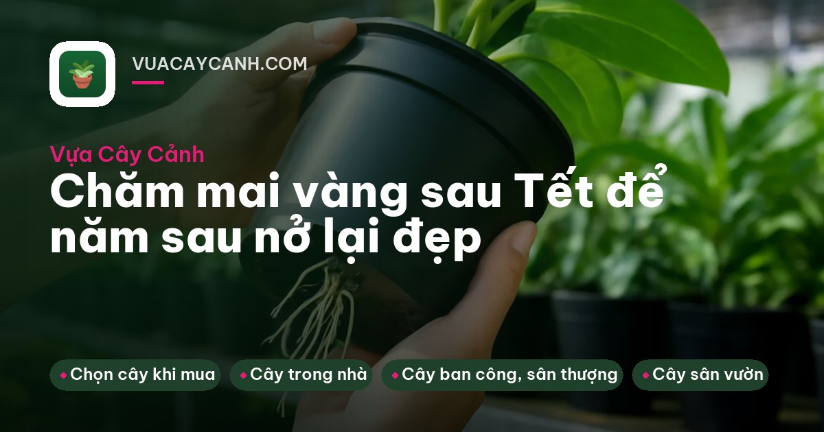 Người cầm kéo tỉa cành mai đã tàn hoa ở sân nhà, nhìn nghiêng từ xa