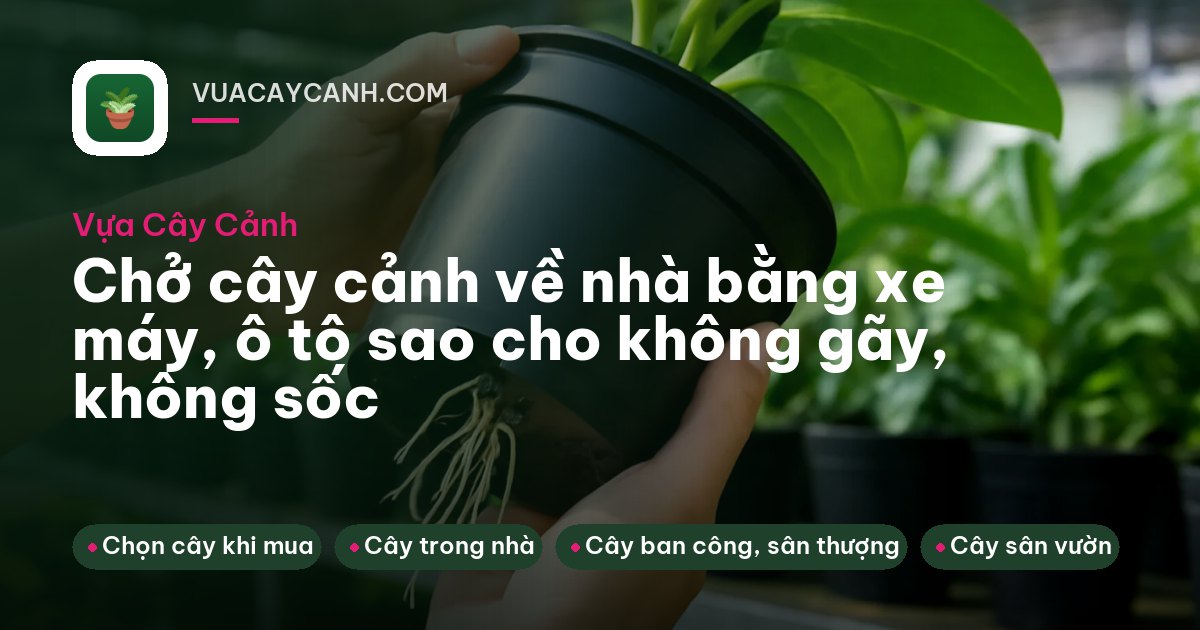 Cốp ô tô mở, chậu cây bọc giấy báo chèn trong thùng các-tông