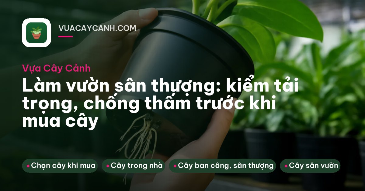 Bồn trồng cây xây thấp có lớp sỏi thoát nước trên sân thượng nhà phố