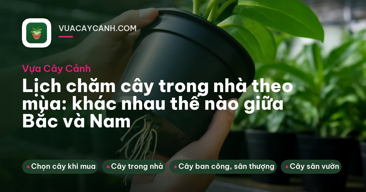 Người xoay chậu cây trên bậu cửa sổ, ngoài kính mưa lất phất