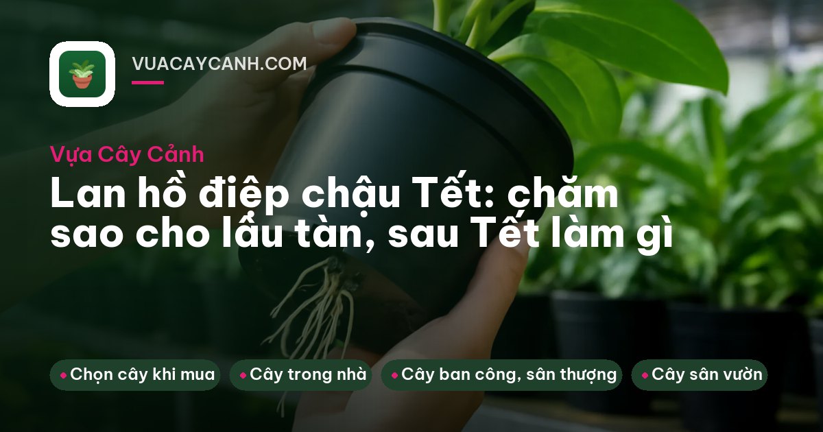 Chậu lan hồ điệp trắng nhiều cành trên kệ gỗ phòng khách sáng sủa