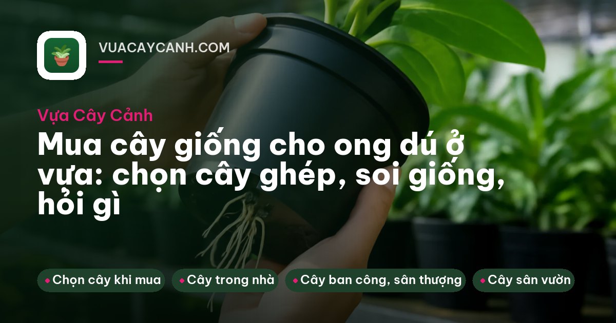 Đôi tay người mua nâng bầu cây bưởi ghép giữa dãy cây giống ở vựa