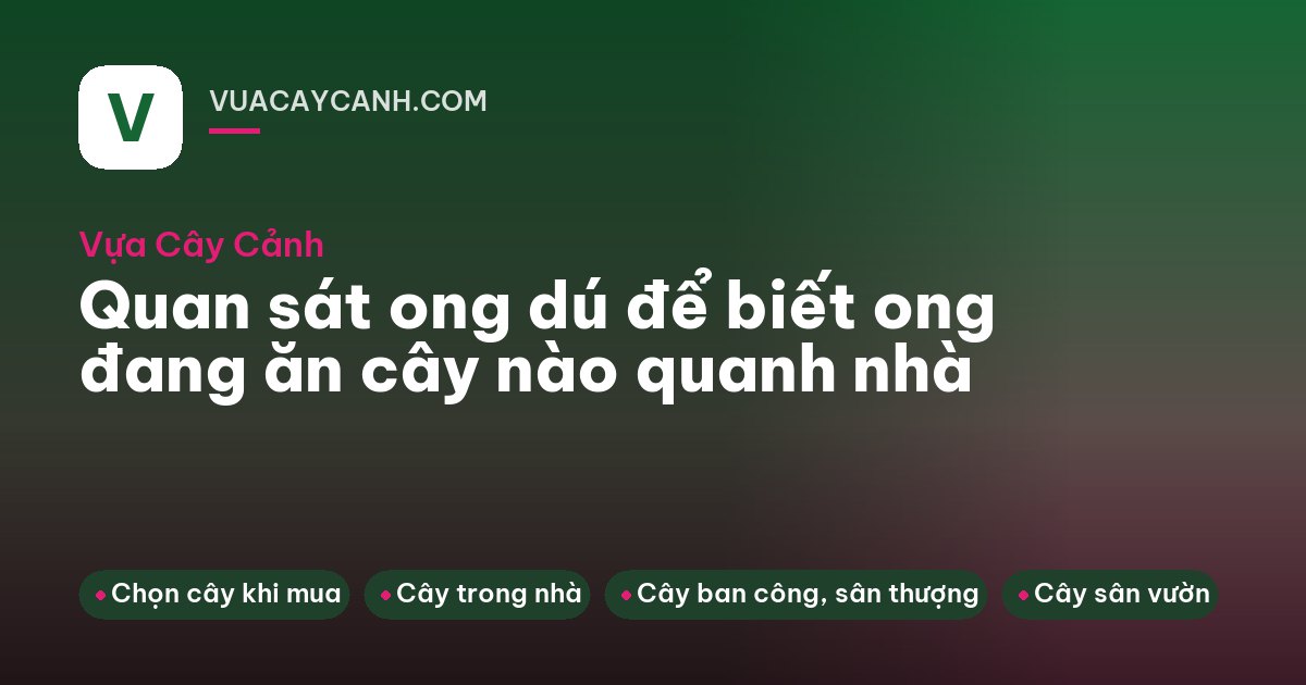 Người đàn ông ngồi cạnh thùng gỗ nhìn ong dú bay về ống cửa tổ